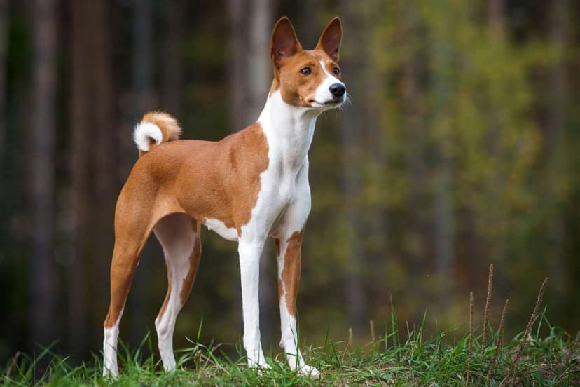 Breed Image