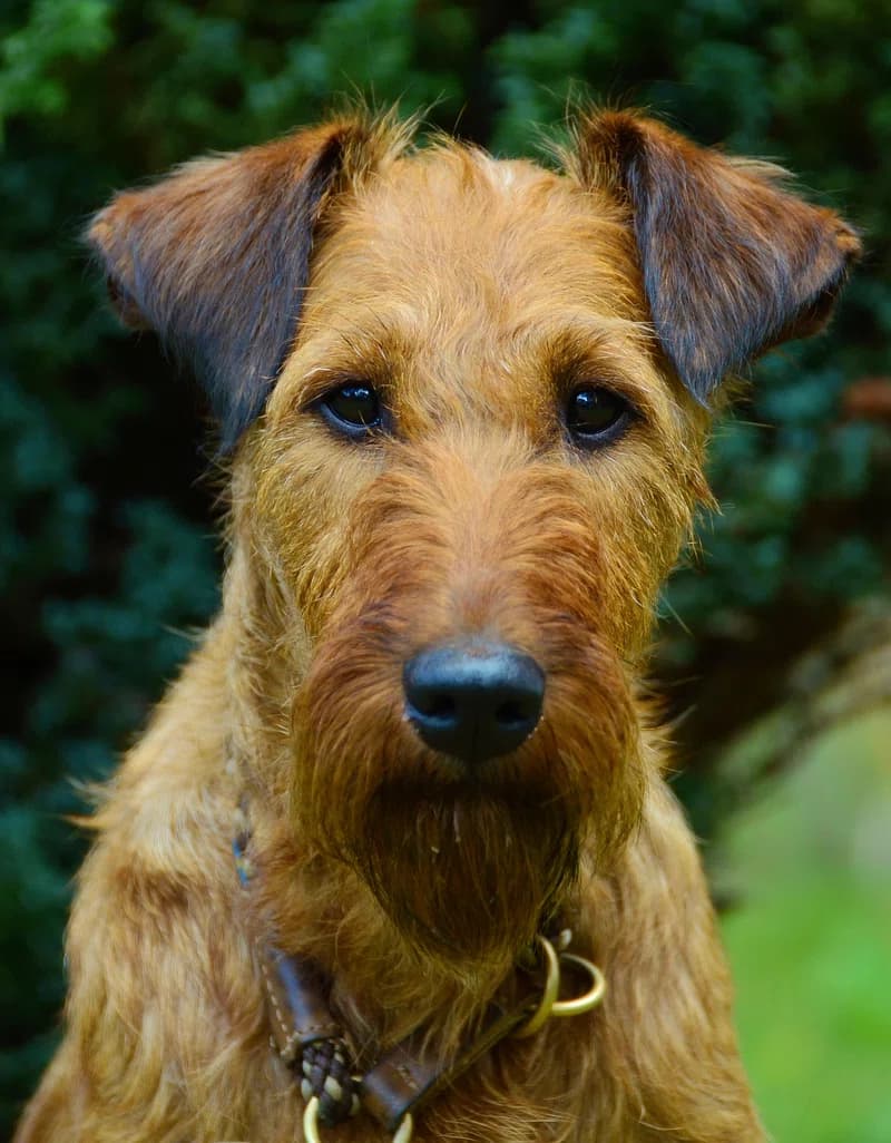 Breed Image