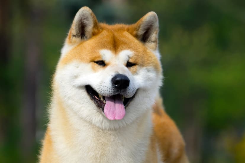 Breed Image
