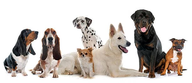 What is the 7 way for dogs?