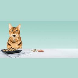 The True Cost of Cat Parenthood in India (2025)