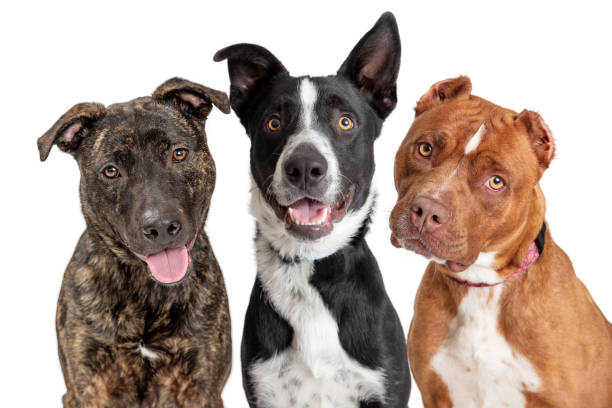 333 method for dog training
