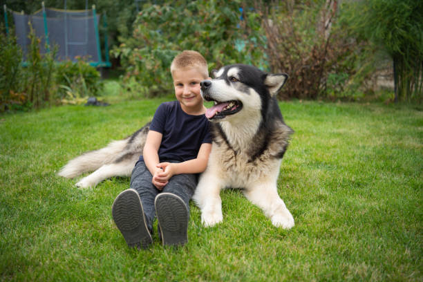 What is the 777 rule for dogs