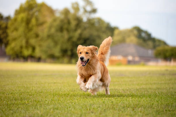 Golden Rule of Dog Training
