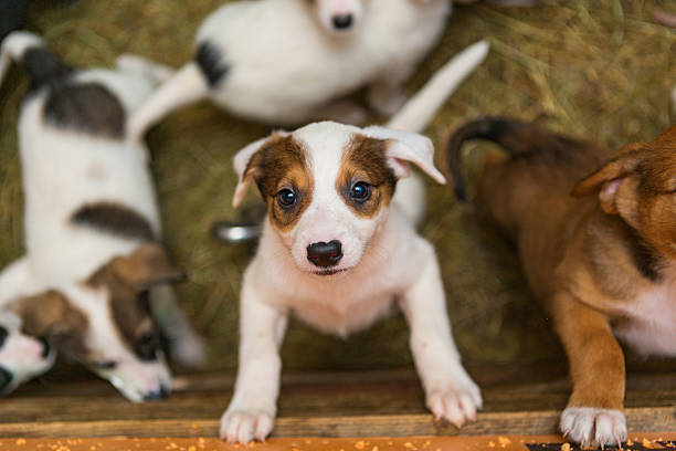 Rule of 7 for puppies